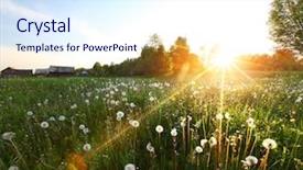  Presentation with meadow - Theme featuring sunset over meadow with dandelions background and a sky blue colored foreground