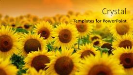  Presentation with sunflowers - Beautiful theme featuring sunset-over-the-field backdrop and a gold colored foreground