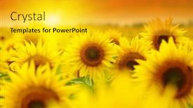  Presentation with sunflowers - Slide deck enhanced with sunset-over-the-field background and a  colored foreground