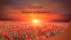 Presentation with poppy - Cool new presentation theme with sunset scene over poppy flower meadow backdrop and a red colored foreground