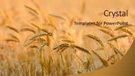  Presentation with wheat - Colorful presentation design enhanced with sunset wheat field backdrop and a yellow colored foreground