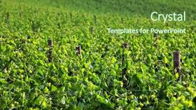  Presentation with jesus vine - Cool new theme with sunset wineyard - vine in tuscany italy europe backdrop and a tawny brown colored foreground