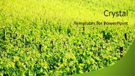  Presentation with jesus vine - PPT theme with sunset wineyard - vine in tuscany italy europe background and a yellow colored foreground