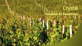  Presentation with tuscany - Theme featuring sunset wineyard - vineyard in tuscany italy europe background and a  colored foreground