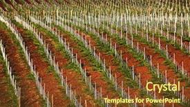  Presentation with tuscany - Audience pleasing PPT layouts consisting of sunset wineyard - vineyard in tuscany italy europe backdrop and a  colored foreground