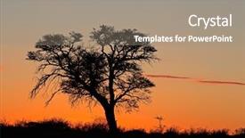  Presentation with kalahari - Presentation design having sunset with silhouetted african acacia background and a coral colored foreground