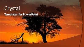  Presentation with thorn - Presentation featuring sunset-with-silhouetted-african-thorn background and a tawny brown colored foreground