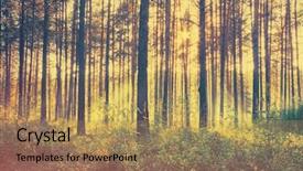  Presentation with woods - Audience pleasing slide set consisting of sunset woods retro film filtered backdrop and a coral colored foreground