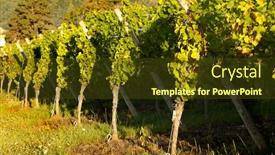  Presentation with sunshine - Slide deck having sunshine in the morning on grapevines in alsace wine region of france background and a tawny brown colored foreground