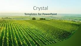  Presentation with plantation - Amazing PPT theme having sunshine-morning-view-of-grapes backdrop and a sky blue colored foreground