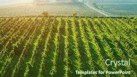  Presentation with plantation - PPT theme having sunshine-morning-view-of-grapes background and a tawny brown colored foreground