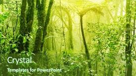  Presentation with tropical rainforest - Slide set consisting of sunshine rain forest - tropical green mossy rainforest background and a tawny brown colored foreground