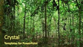  Presentation with tropical rainforest - PPT theme featuring sunshine rain forest - tropical rainforest background and a  colored foreground