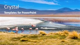  Presentation with amsterdam historical beautiful view - Cool new PPT theme with sunshine-view-of-beautiful-flamingos backdrop and a teal colored foreground