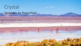  Presentation with sunshine - Slides enhanced with sunshine-view-of-beautiful-flamingos background and a light blue colored foreground