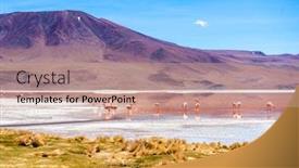  Presentation with sunshine - Cool new PPT theme with sunshine-view-of-beautiful-flamingos backdrop and a coral colored foreground