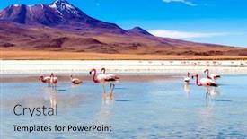  Presentation with sunshine - Beautiful theme featuring sunshine-view-of-beautiful-flamingos backdrop and a light blue colored foreground