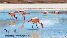  Presentation with sunshine - Slide deck having sunshine-view-of-beautiful-flamingos background and a  colored foreground