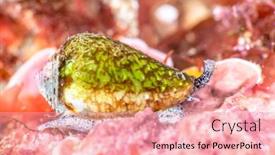  Presentation with snail - Audience pleasing presentation theme consisting of super-macro-image backdrop and a lemonade colored foreground