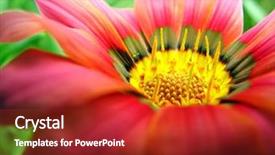  Presentation with daisy - PPT theme enhanced with super macro pink gazania daisy background and a crimson colored foreground