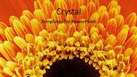  Presentation with pink petal flower animated - Slides featuring super macro shot of orange background and a  colored foreground