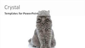  Presentation with eighteenth century british history or jane austen - Presentation enhanced with superb british longhair cat background and a white colored foreground