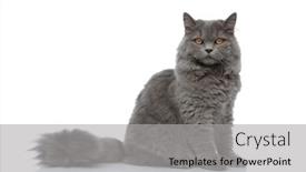  Presentation with british redcoat - Cool new PPT theme with superb-british-longhair-cat backdrop and a light gray colored foreground