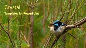  Presentation with fairy - Theme having superb-fairy-wren-beautiful-blue background and a tawny brown colored foreground
