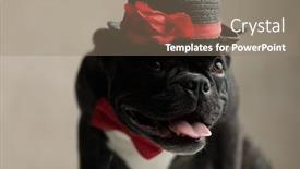  Presentation with french language - Audience pleasing PPT theme consisting of superb french bulldog wearing hat sitting and looking up with head bent on gray background backdrop and a gray colored foreground