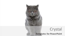  Presentation with art white gray grey - PPT theme enhanced with superb-longhair-cat-with-gray background and a white colored foreground