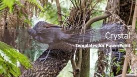  Presentation with abioriginal australia - Slides featuring superb-lyrebird-menura-novaehollandiae-victoria background and a tawny brown colored foreground