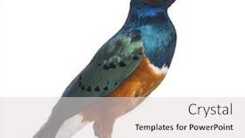 Presentation with white relativity theory - Slide deck with superb starling - lamprotornis superbus - isolated background and a light gray colored foreground