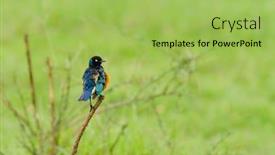  Presentation with arches national park - Cool new presentation theme with superb-starling-lamprotornis-superbus backdrop and a yellow colored foreground