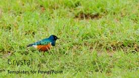  Presentation with arches national park - PPT theme enhanced with superb-starling-lamprotornis-superbus background and a yellow colored foreground