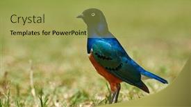  Presentation with shenandoah national park big meadows - Theme consisting of superb-starling-lamprotornis-superbus background and a yellow colored foreground