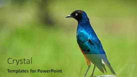  Presentation with shenandoah national park big meadows - Beautiful PPT theme featuring superb-starling-lamprotornis-superbus backdrop and a yellow colored foreground