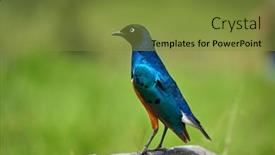  Presentation with arches national park - Beautiful slides featuring superb-starling-lamprotornis-superbus backdrop and a tawny brown colored foreground