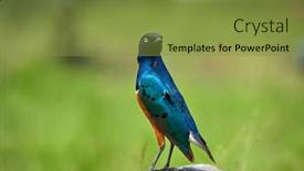  Presentation with arches national park - Theme with superb-starling-lamprotornis-superbus background and a gold colored foreground