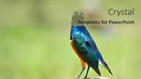  Presentation with natural gas power generation - PPT theme having superb starling lamprotornis superbus in natural habitat background and a mint green colored foreground