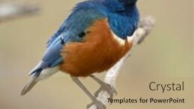  Presentation with serengeti africa - PPT theme consisting of superb starling lamprotornis superbus in serengeti national park of tanzania africa background and a coral colored foreground