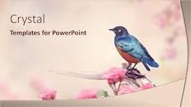  Presentation with red roses rose garden - Presentation theme consisting of superb starling perches background and a lemonade colored foreground