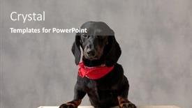  Presentation with super hero dog red - Colorful slide deck enhanced with superb teckel puppy dog with black fur and red bandana sitting on wooden board and looking at camera happy against gray studio background backdrop and a gray colored foreground