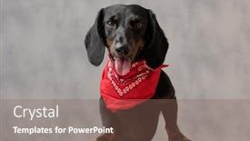  Presentation with super hero dog red - Cool new theme with superb teckel puppy dog with black fur and red bandana sitting on wooden board and looking at camera while panting against gray studio background backdrop and a violet colored foreground