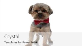  Presentation with super hero dog red - Audience pleasing presentation design consisting of superb yorkshire terrier dog wearing red bowtie standing and staring at camera on white studio background backdrop and a light gray colored foreground