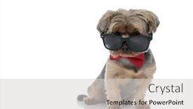  Presentation with super hero dog red - Amazing presentation having superb yorkshire terrier dog wearing red bowtie sitting and looking over sunglasses on white studio background backdrop and a light gray colored foreground