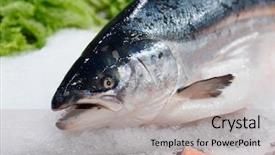  Presentation with king - Cool new presentation theme with supermarket close-up of head backdrop and a light gray colored foreground