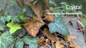  Presentation with old young - Amazing slide set having superseed - young and old ivy backdrop and a  colored foreground