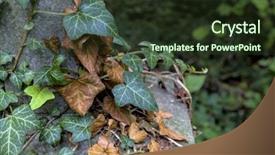  Presentation with old young - Presentation theme enhanced with superseed - young and old ivy background and a  colored foreground