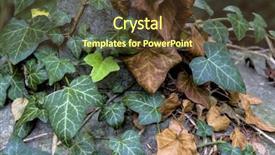  Presentation with old hawaii - Colorful presentation theme enhanced with superseed - young and old ivy backdrop and a  colored foreground