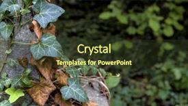  Presentation with old young - Presentation theme enhanced with superseed - young and old ivy background and a tawny brown colored foreground